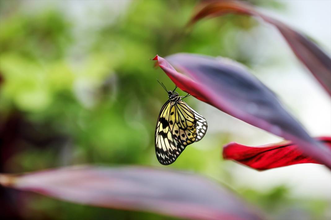 Konya’nın ünlü bahçesinde 10 bin kelebek vuslat için ilk kez kanat çırpacak 2